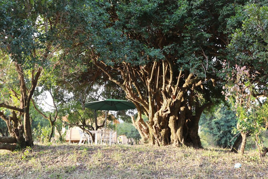 Jambo Mara Safari Lodge Ololaimutiek Eksteriør billede