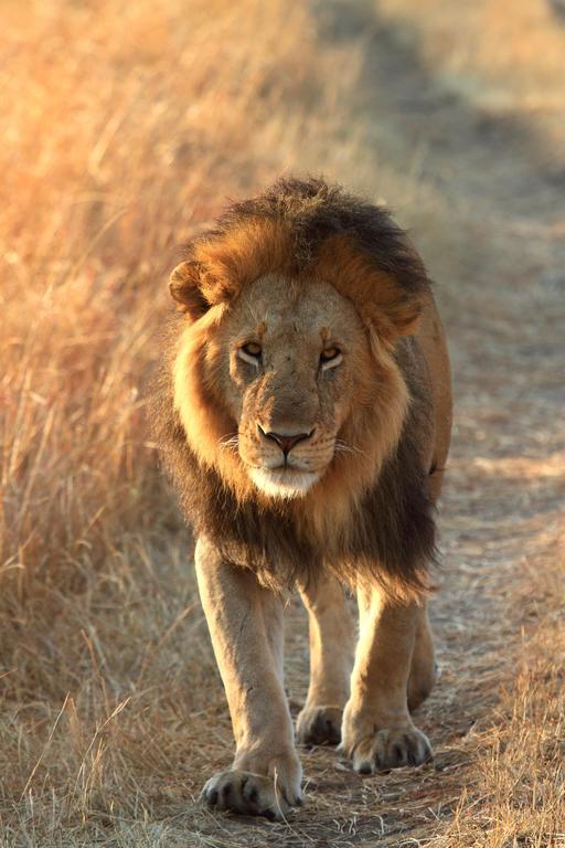 Jambo Mara Safari Lodge Ololaimutiek Eksteriør billede