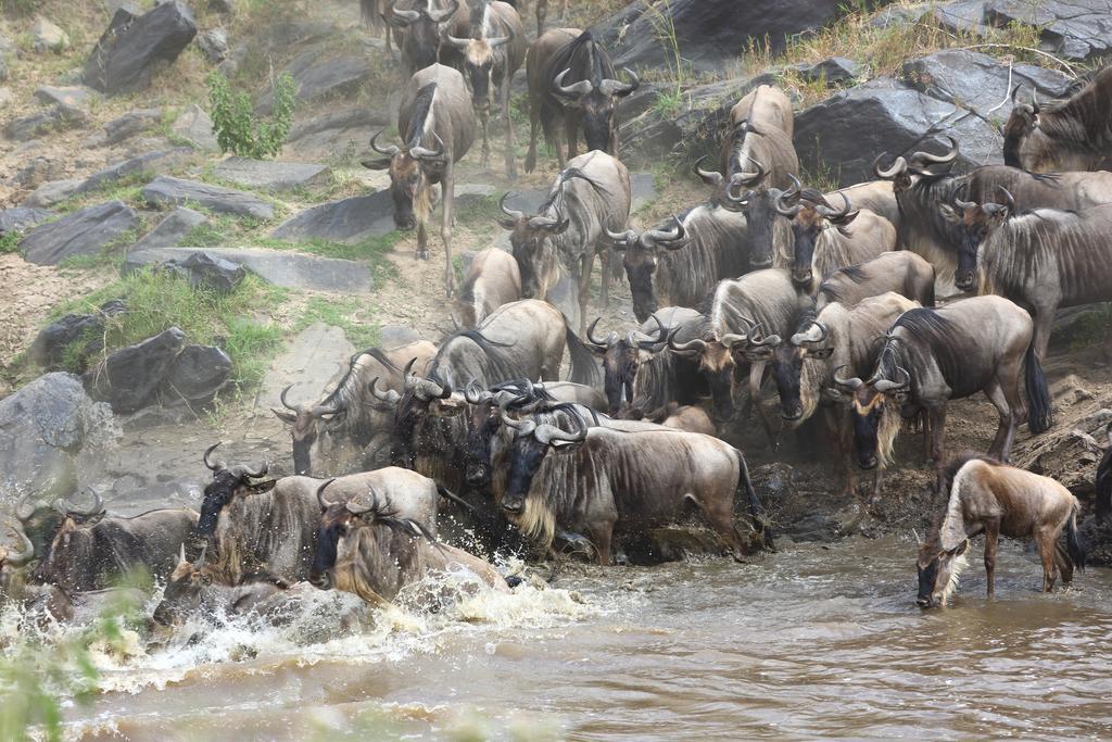 Jambo Mara Safari Lodge Ololaimutiek Eksteriør billede